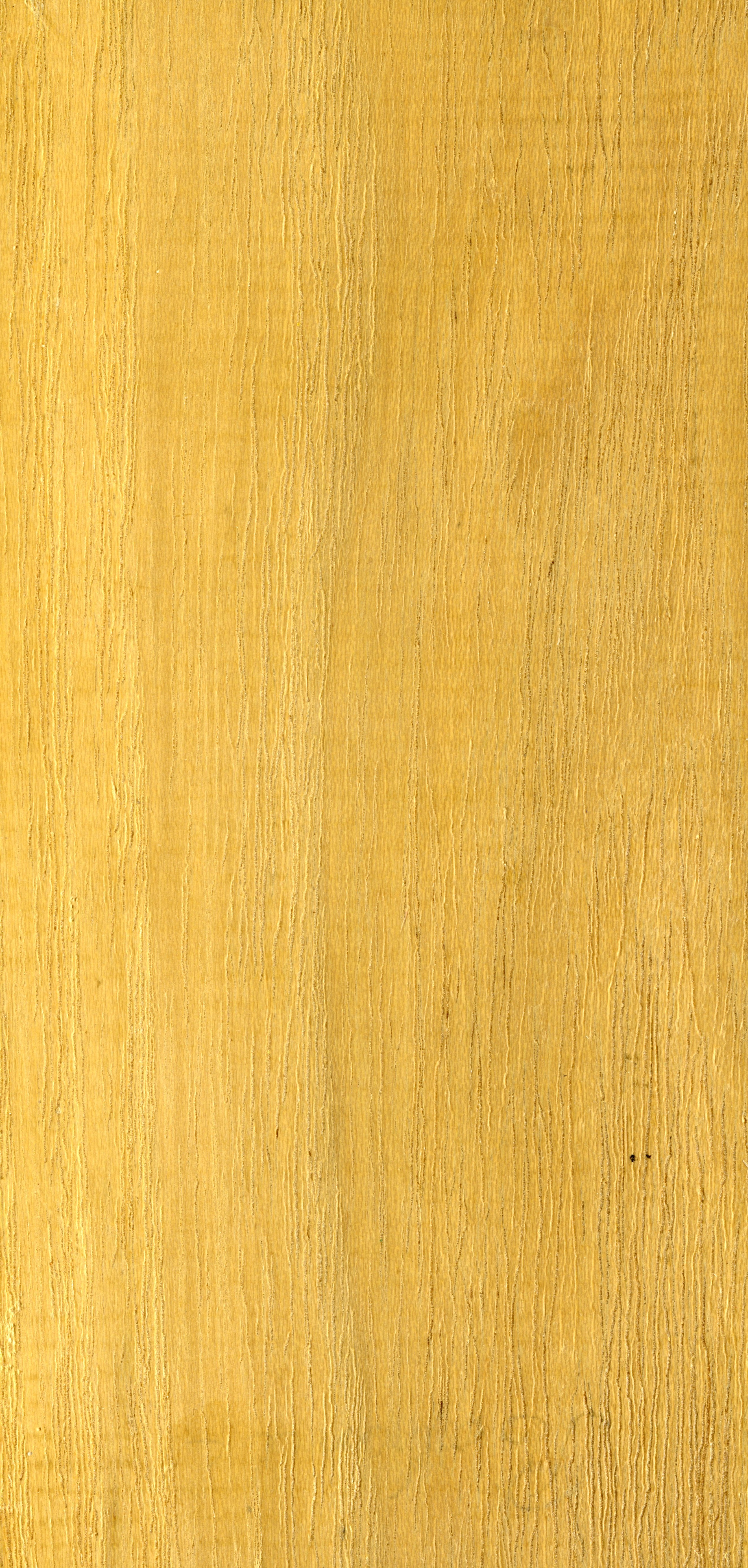 Robinia